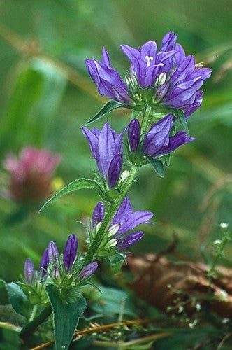 Campanula glomerata 'Superba' / 'Odessa'
