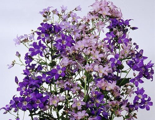 Campanula lactiflora 'New Hybrids Mixed'
