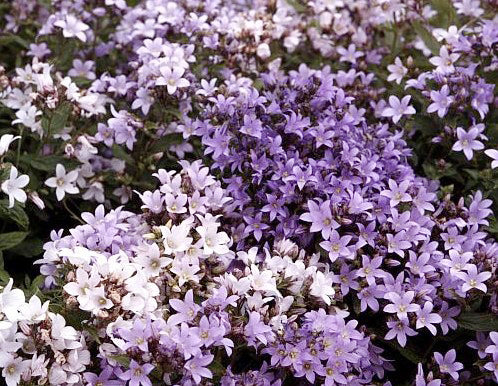 Campanula lactiflora 'New Hybrids Mixed'