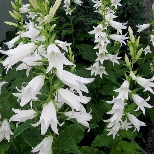 Campanula latifolia 'Alba'
