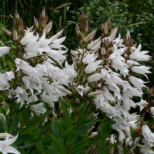 Campanula latifolia 'Alba'
