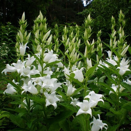 Campanula latifolia 'Alba'