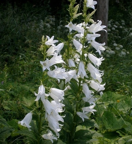 Campanula latifolia 'Alba'