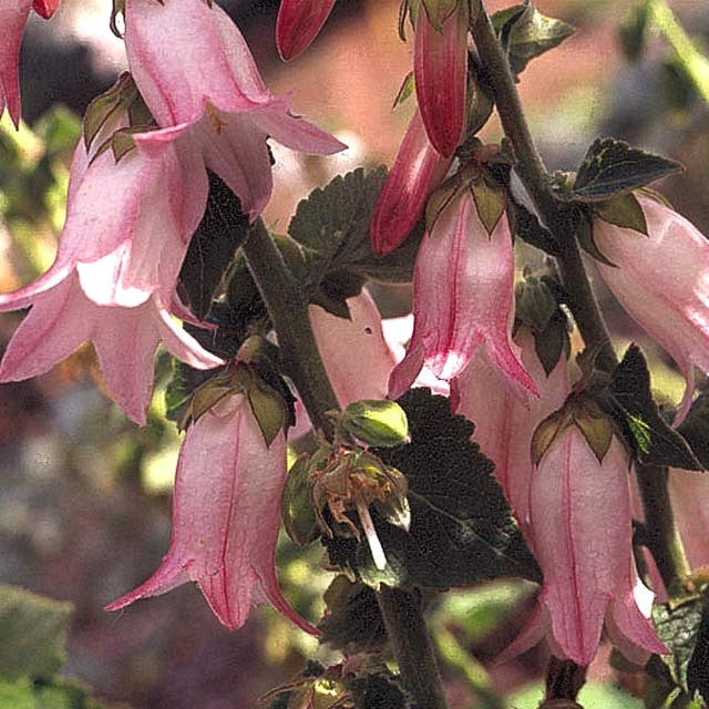 Campanula makaschvilii