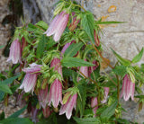 Campanula makaschvilii