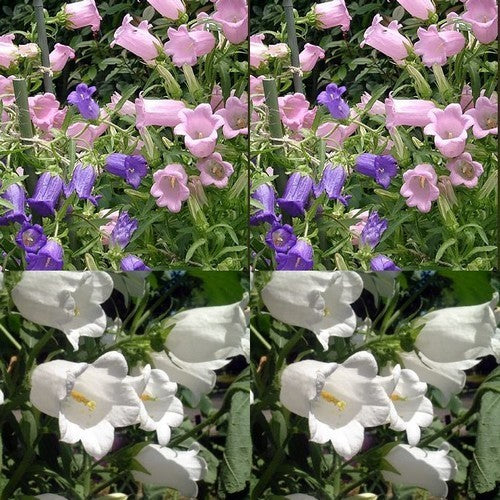 Campanula medium single-flowered mixed