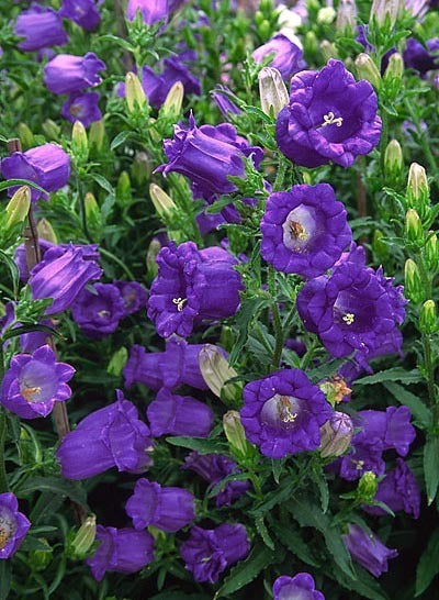Campanula medium Single-flowered 'Dark Blue'