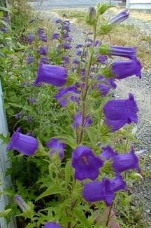 Campanula medium Single-flowered 'Dark Blue'