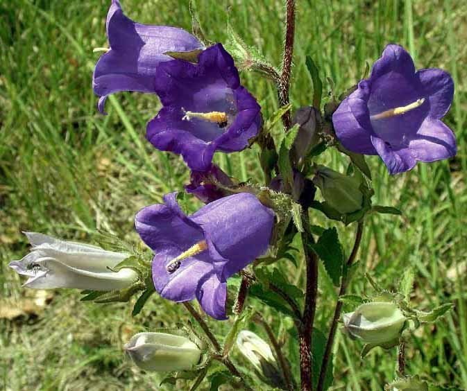 Campanula medium Single-flowered 'Dark Blue'