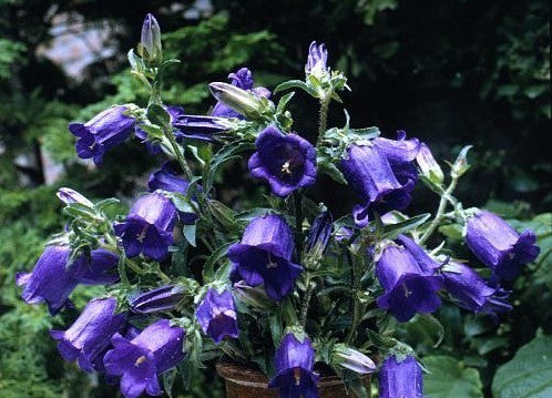 Campanula medium Single-flowered 'Dark Blue'
