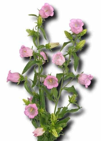 Campanula medium Enkelbloemig 'Rosa'
