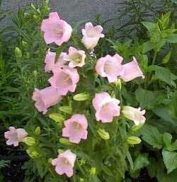 Campanula medium Enkelbloemig 'Rosa'