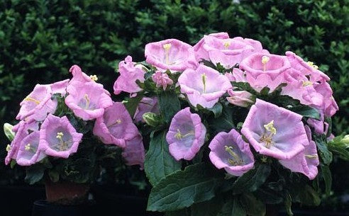 Campanula medium Enkelbloemig 'Rosa'