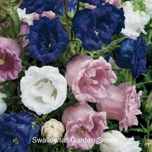 Campanula medium dubbelbloemig gemengd