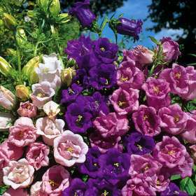Campanula medium dubbelbloemig gemengd