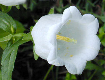 Campanula medium Enkelbloemig 'White'
