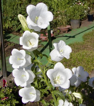 Campanula medium Enkelbloemig 'White'