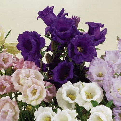 Campanula medium kop-en-schotel gemengd
