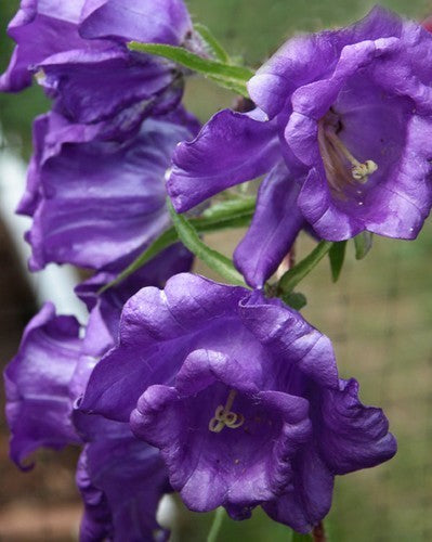 Campanula medium kop-en-schotel gemengd