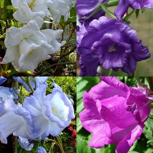 Campanula medium kop-en-schotel gemengd