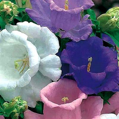 Campanula medium kop-en-schotel gemengd