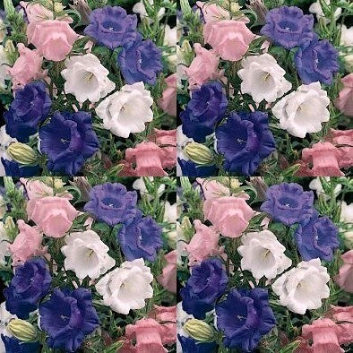 Campanula medium kop-en-schotel gemengd