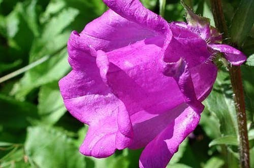 Campanula medium kop-en-schotel gemengd