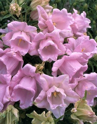Campanula medium kop-en-schotel gemengd