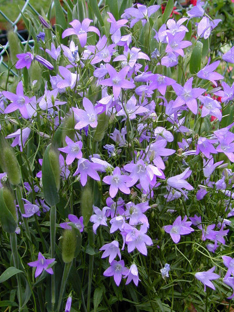 Campanula patula