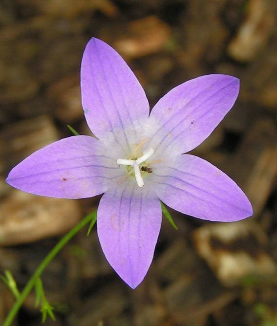 Campanula patula