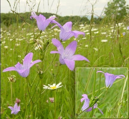 Campanula patula