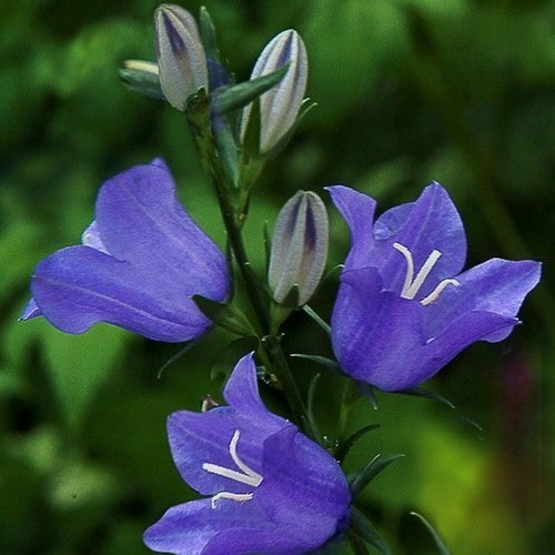 Campanula persicifolia 'Blue'