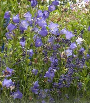 Campanula persicifolia 'Blue'