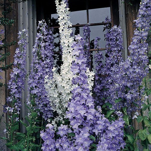 Campanula pyramidalis 'Mix'