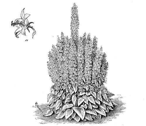 Campanula pyramidalis 'Mix'