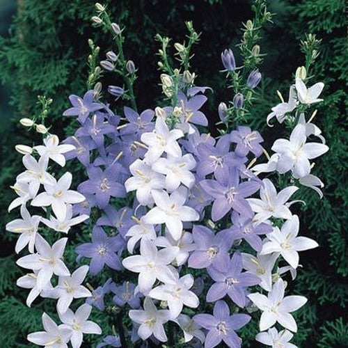 Campanula pyramidalis 'Mix'