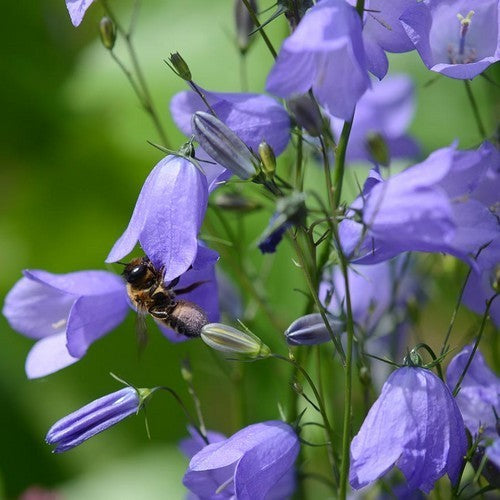 Harebell