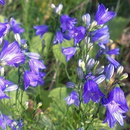 Harebell
