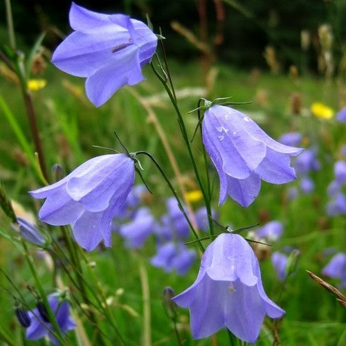 Harebell