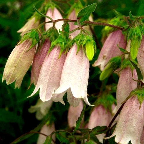 Campanula takesimana 'Bellringers'