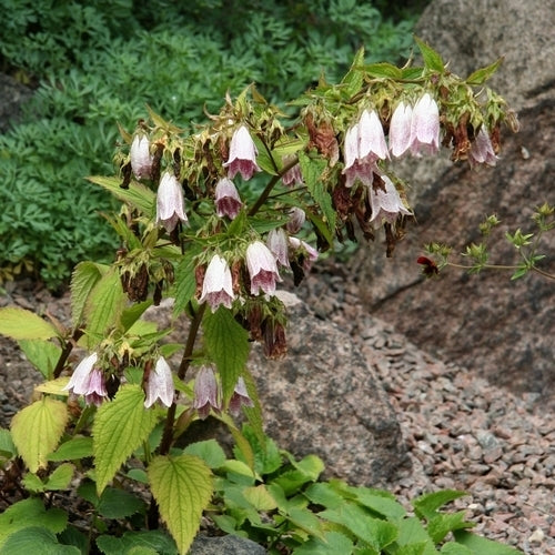 Campanula takesimana 'Bellringers'