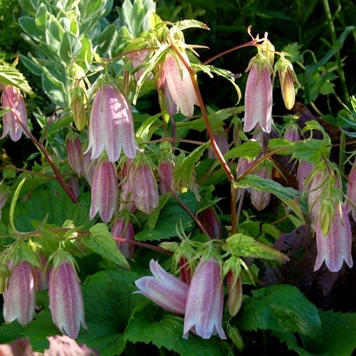 Campanula takesimana 'Bellringers'