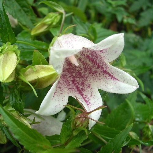 Campanula takesimana 'Bellringers'