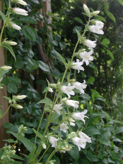 Campanula trachelium 'Alba'