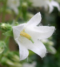 Campanula trachelium 'Alba'