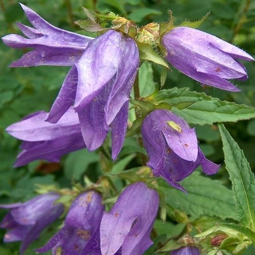 Campanula trachelium 'Blue'