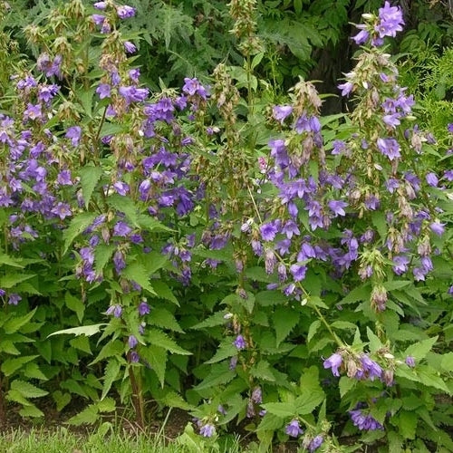 Campanula trachelium 'Blue'