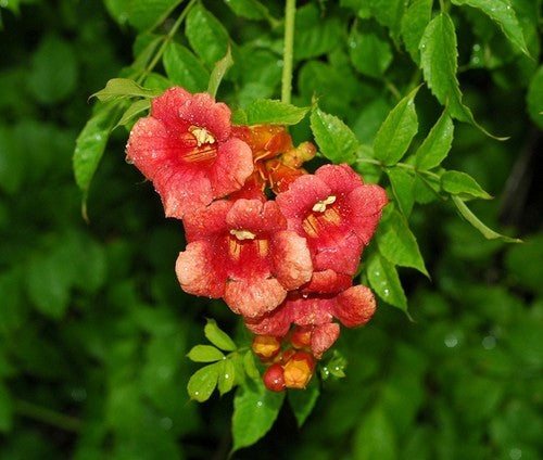 Trumpet Vine