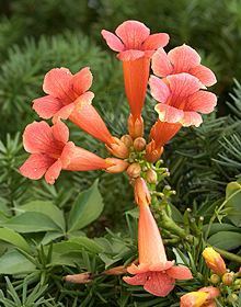 Trumpet Vine