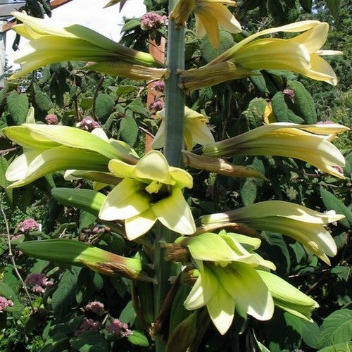 Cardiocrinum cordatum